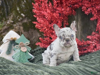 French Bulldog dogs Nicholas - Ad 38