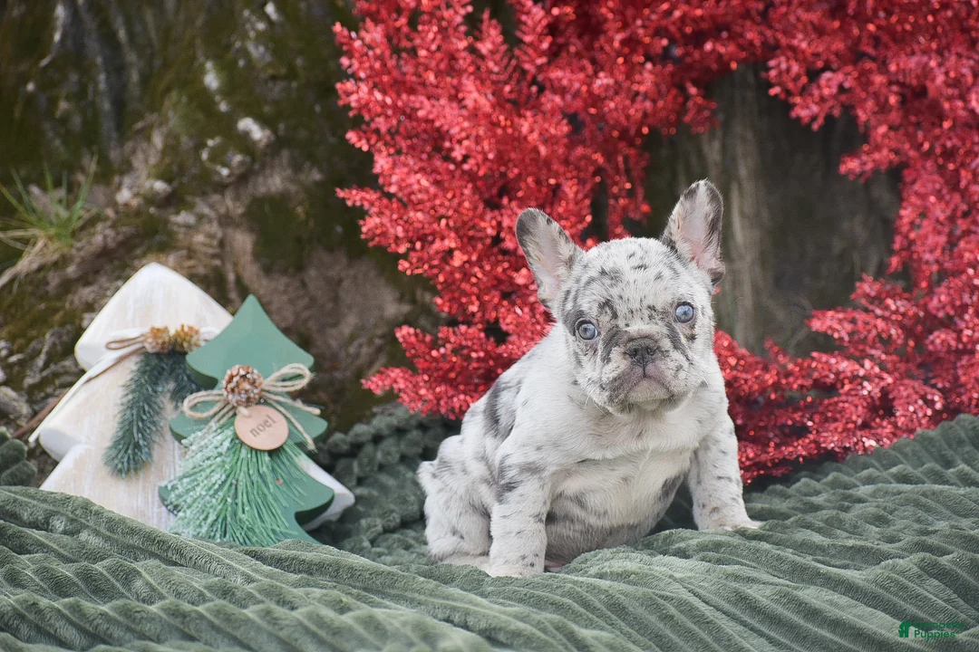 French Bulldog dogs for sale: Nicholas - Ad 2