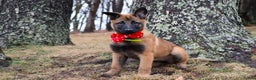 Belgian Malinois dogs for sale: Aria - Ad 2