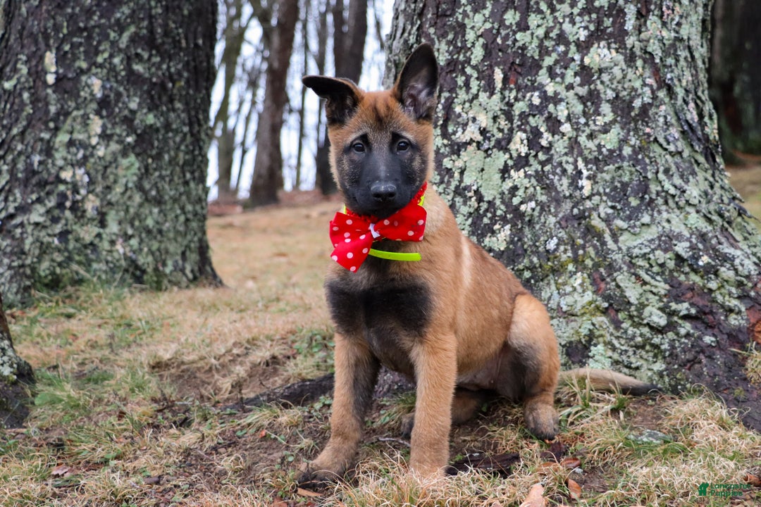 Belgian Malinois dogs for sale: Aria - Ad 2