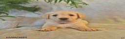 Labrador Retriever dogs for sale: Jules - Ad 6