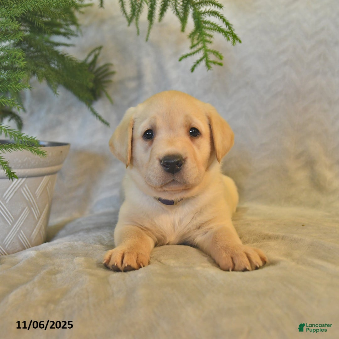 Labrador Retriever dogs for sale: Jules - Ad 6