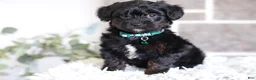 Yorkiepoo dogs for sale: Bentley - Ad 5