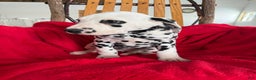 Dalmatian dogs for sale: Tara - Ad 8