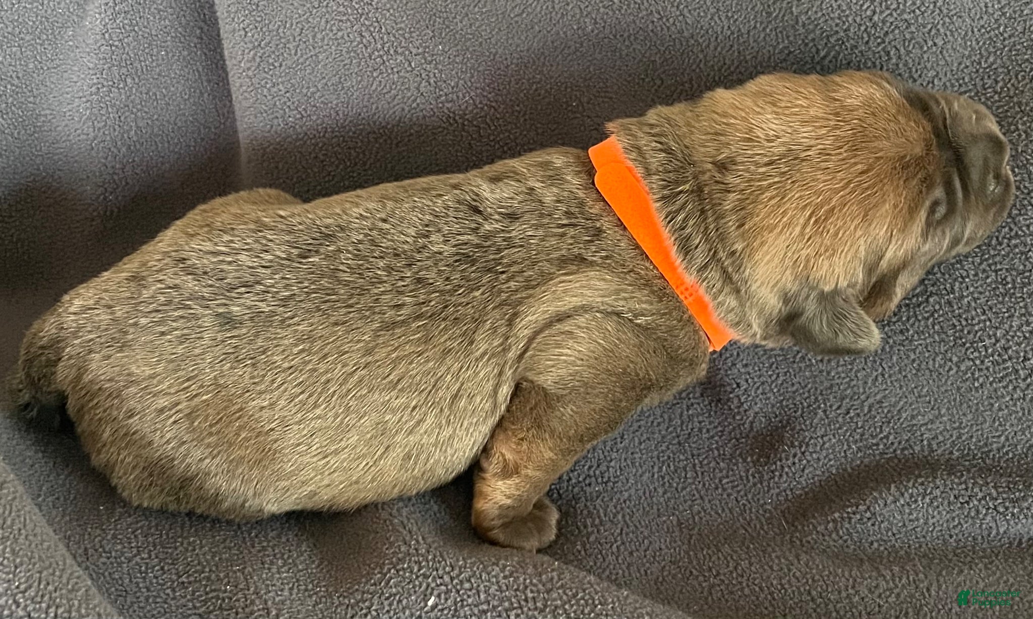 Cane Corso dogs Orange collar - Ad 2