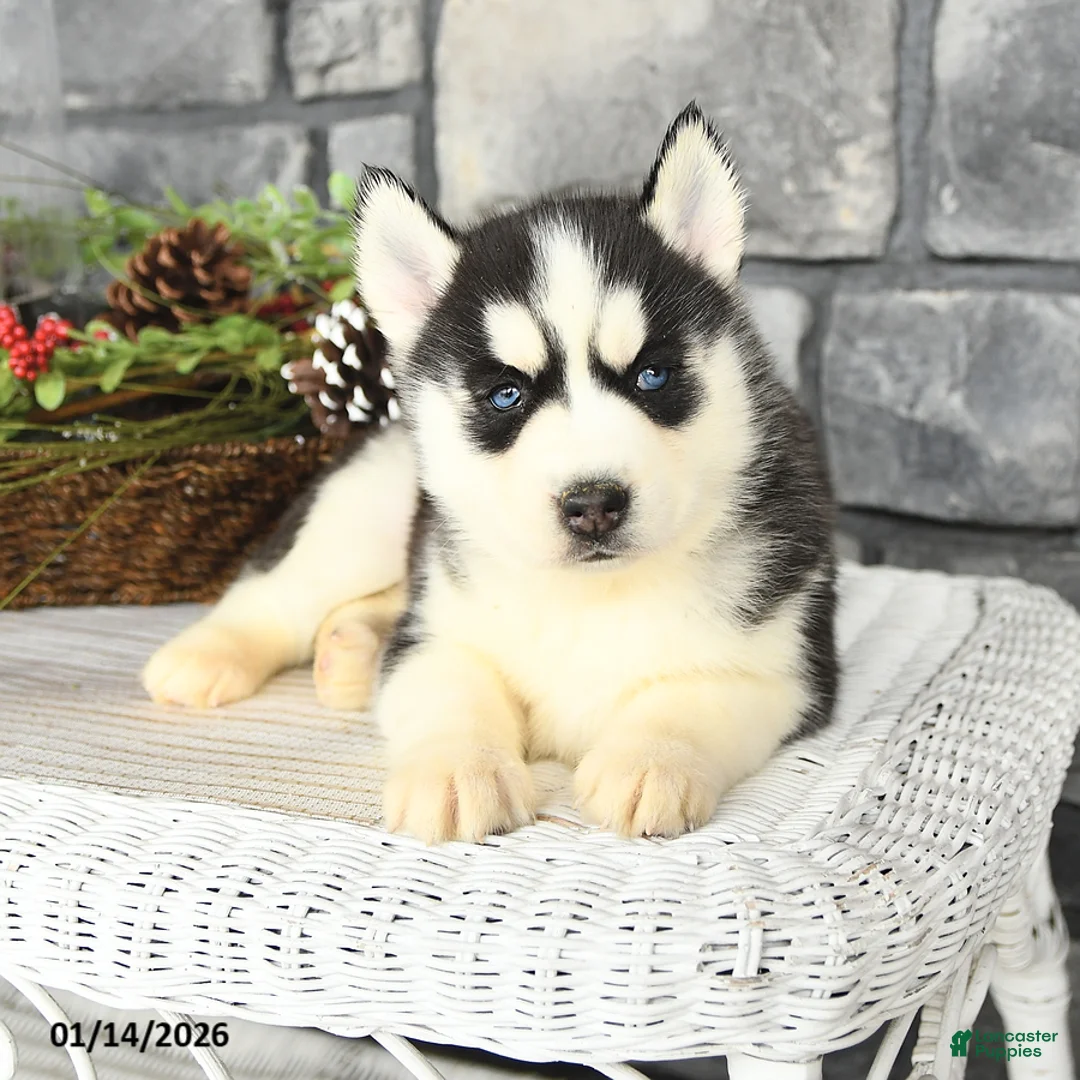 Siberian Husky dogs for sale: Libby - Ad 2