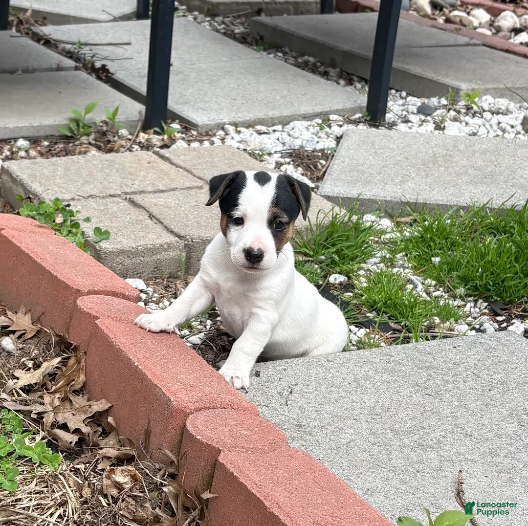 Jack Russell Terrier dogs for sale: Jack Russell Terrier Puppy 3 - Ad 1