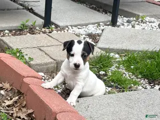 Jack Russell Terrier dogs Jack Russell Terrier Puppy 3 - Ad 18