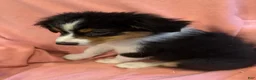 Australian Shepherd dogs for sale: Australian Shepherd 1 - Ad 5