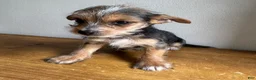 Chorkie dogs for sale: Lenny - Ad 5