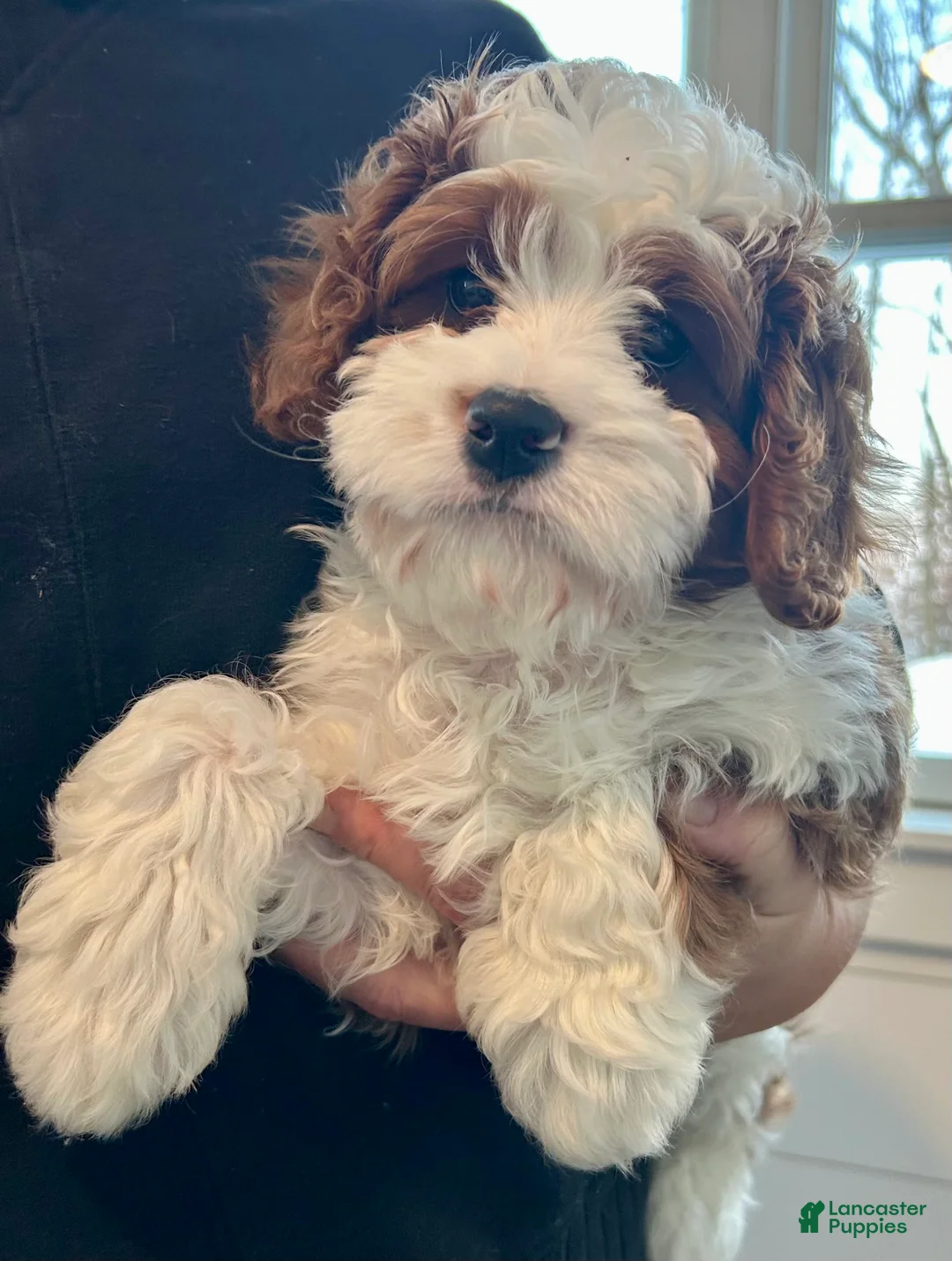 Cavapoo dogs for sale: Cavapoo Puppy 1 - Ad 5