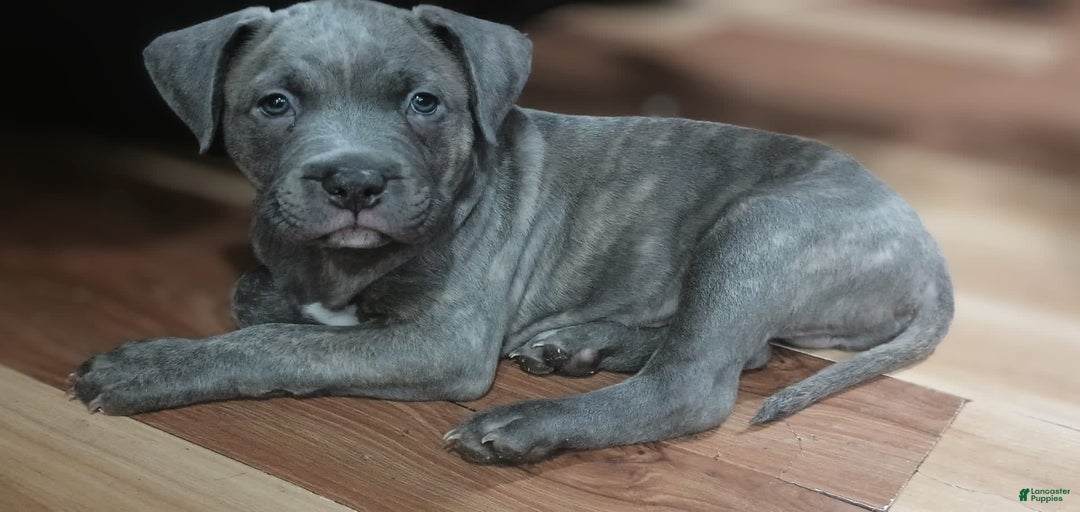 Gallery Image {{count}}