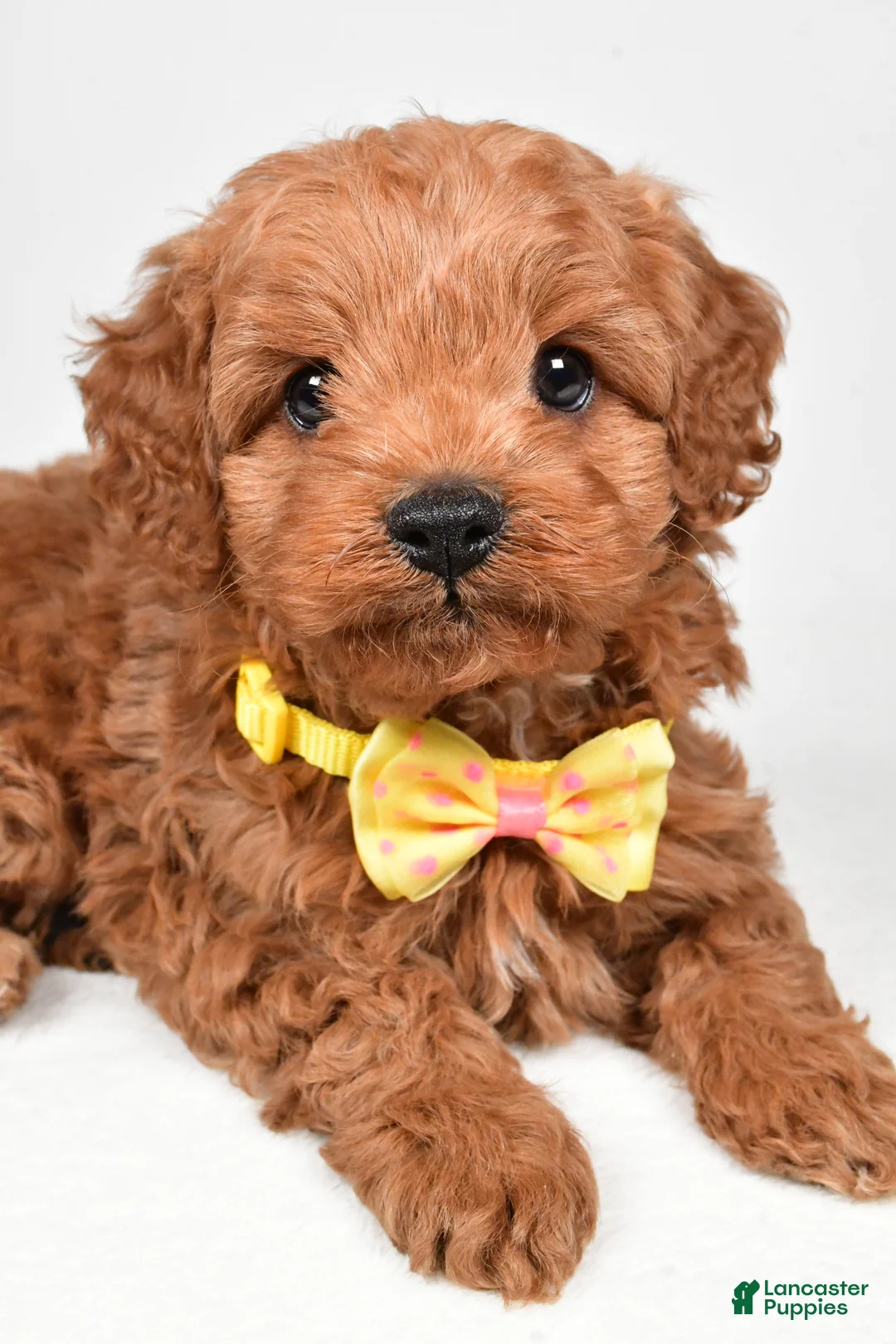 Cockapoo dogs for sale: Rascal - Ad 3