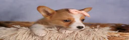 Welsh Corgi Pembroke dogs for sale: Carrie  - Ad 7
