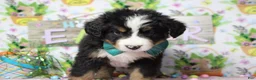 Bernese Mountain Dog dogs for sale: Cooper  - Ad 4
