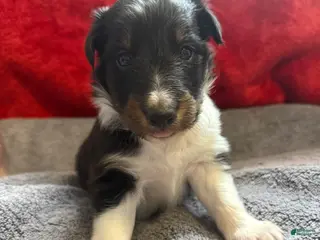 Shetland Sheepdog dogs Tucker - Ad 28