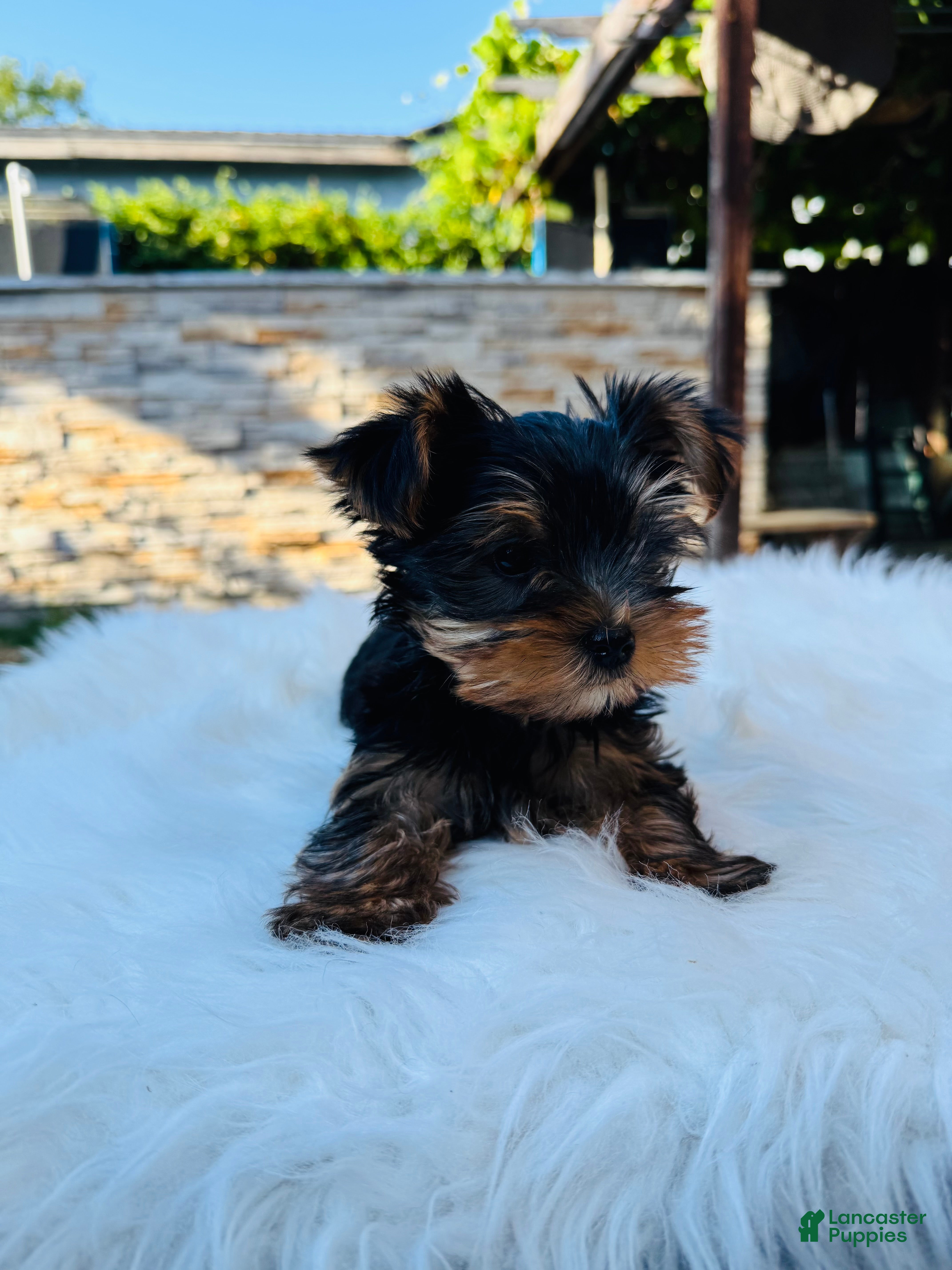 Yorkshire Terrier dogs Sunny  - Ad 7