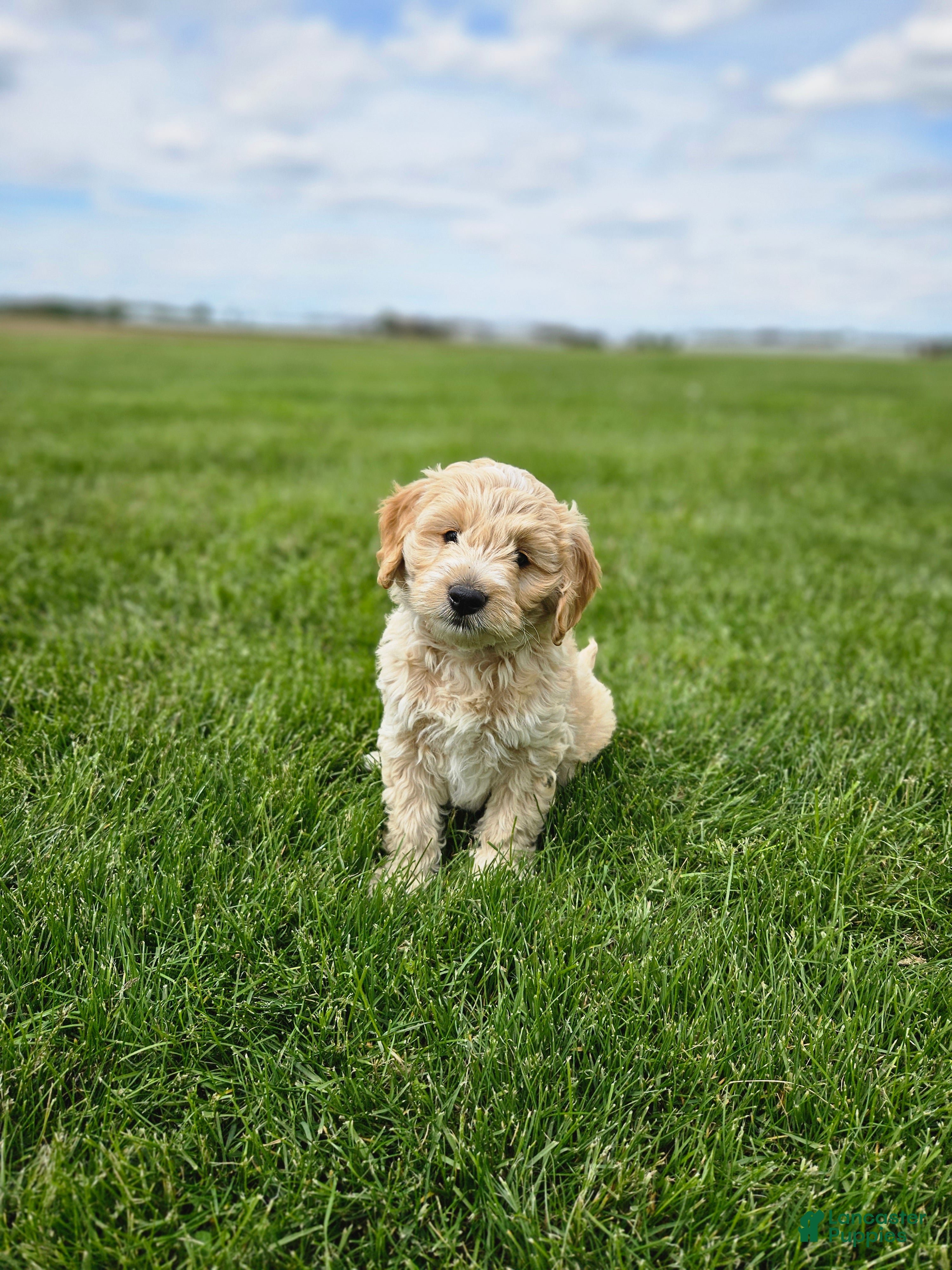 Mini Goldendoodle dogs for sale: Tanner - Ad 1