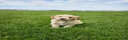Mini Goldendoodle dogs for sale: Tanner - Ad 1