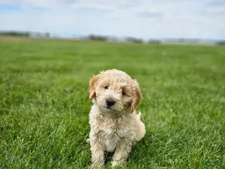 Mini Goldendoodle dogs for sale: Tanner - Ad 1