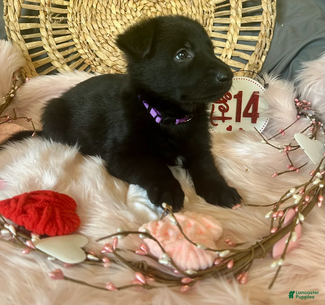 German Shepherd dogs for sale: Violet  - Ad 9