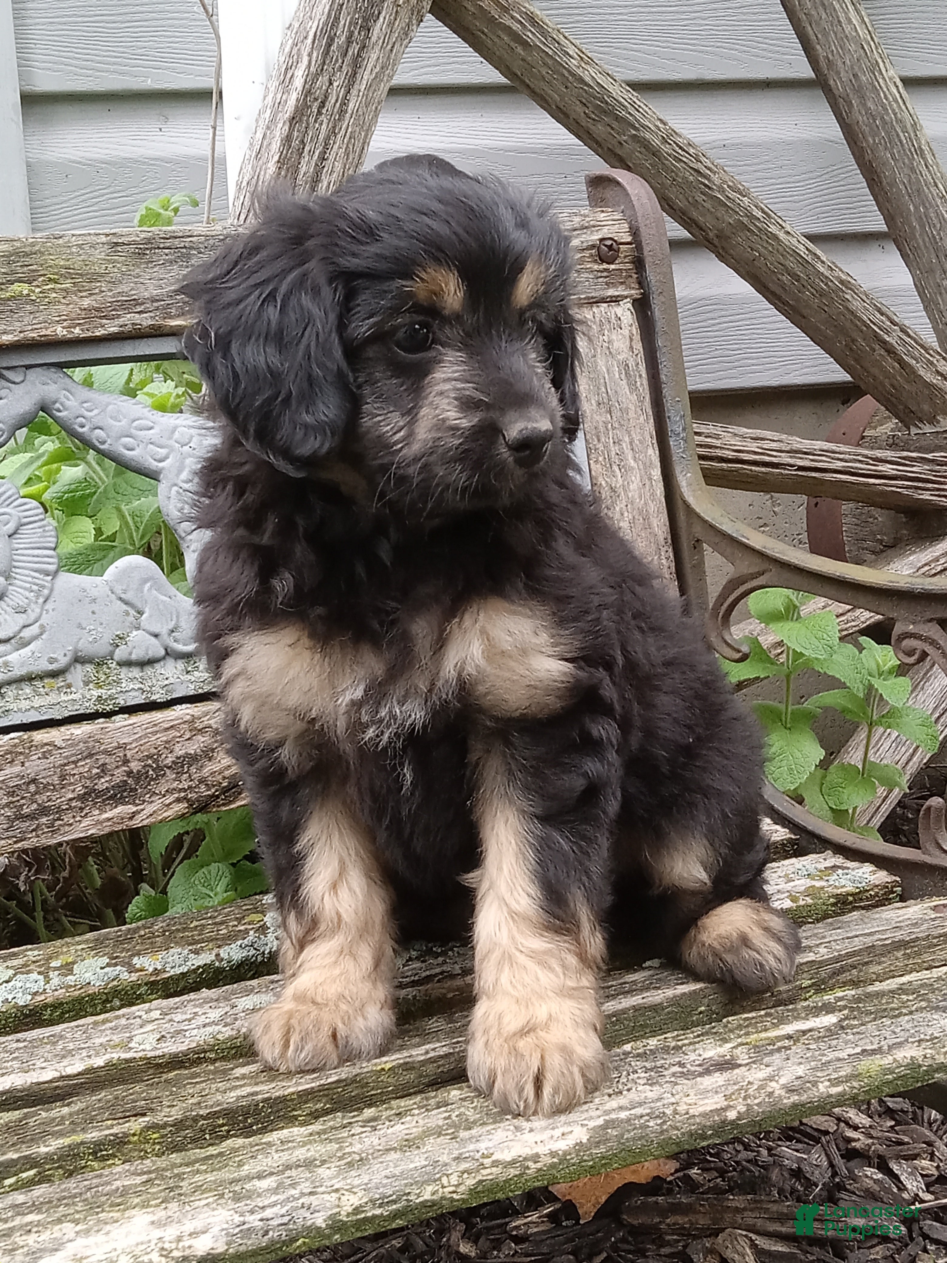 Mini Aussiedoodle dogs for sale: Ivy - Ad 1