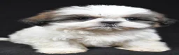 Shih Tzu dogs for sale: Gracie - Ad 7