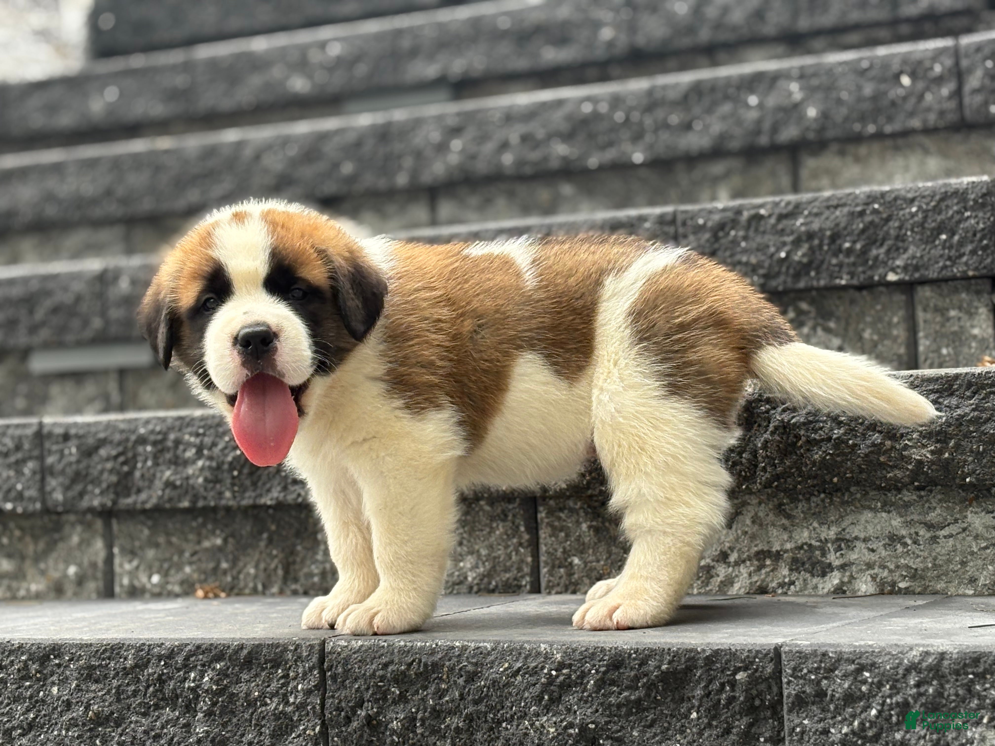 Saint Bernard dogs Ace - Ad 2