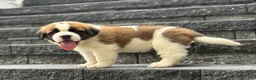 Saint Bernard dogs for sale: Ace - Ad 2