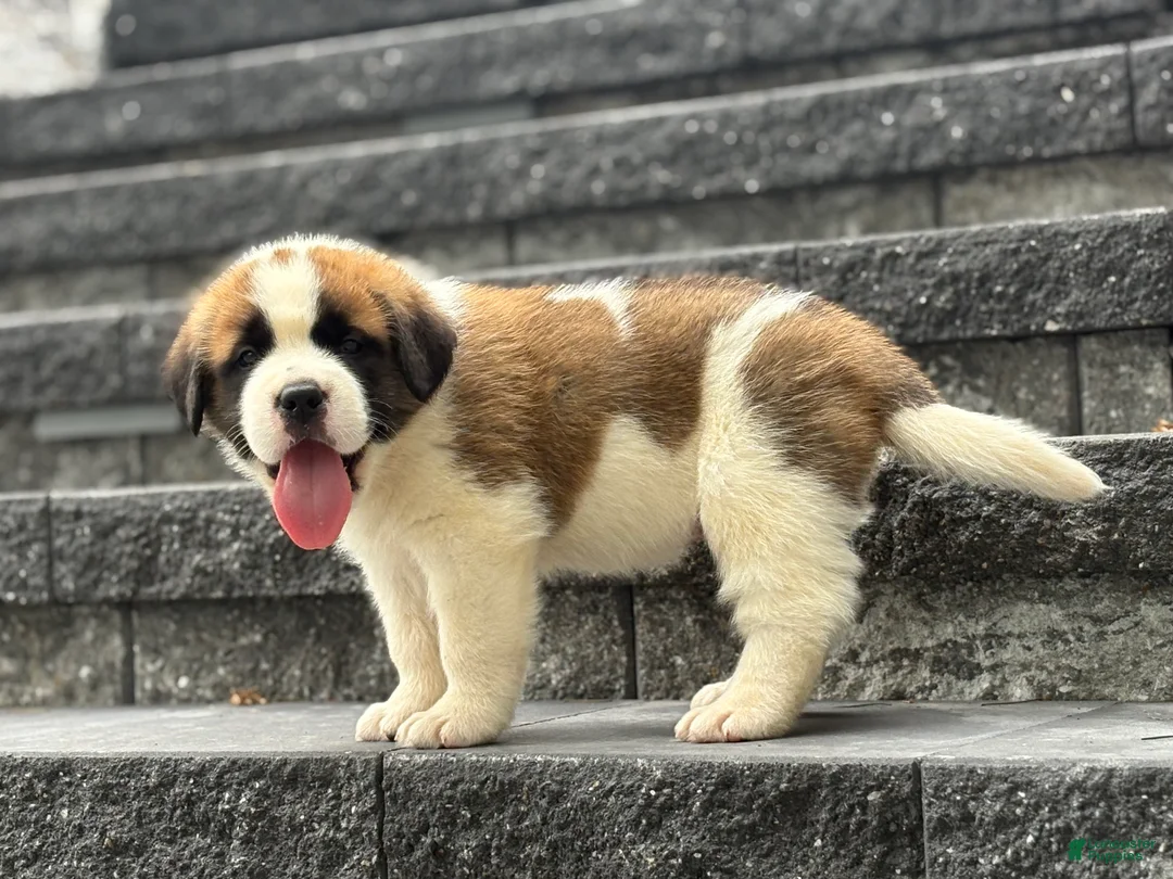 Saint Bernard dogs for sale: Ace - Ad 2