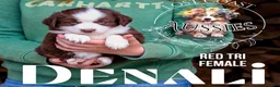 Miniature Australian Shepherd dogs for sale: Denali - Ad 1