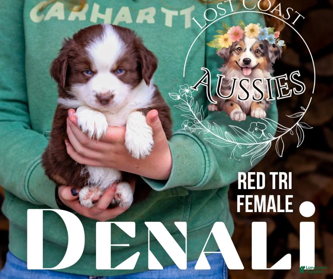 Miniature Australian Shepherd dogs for sale: Denali - Ad 1