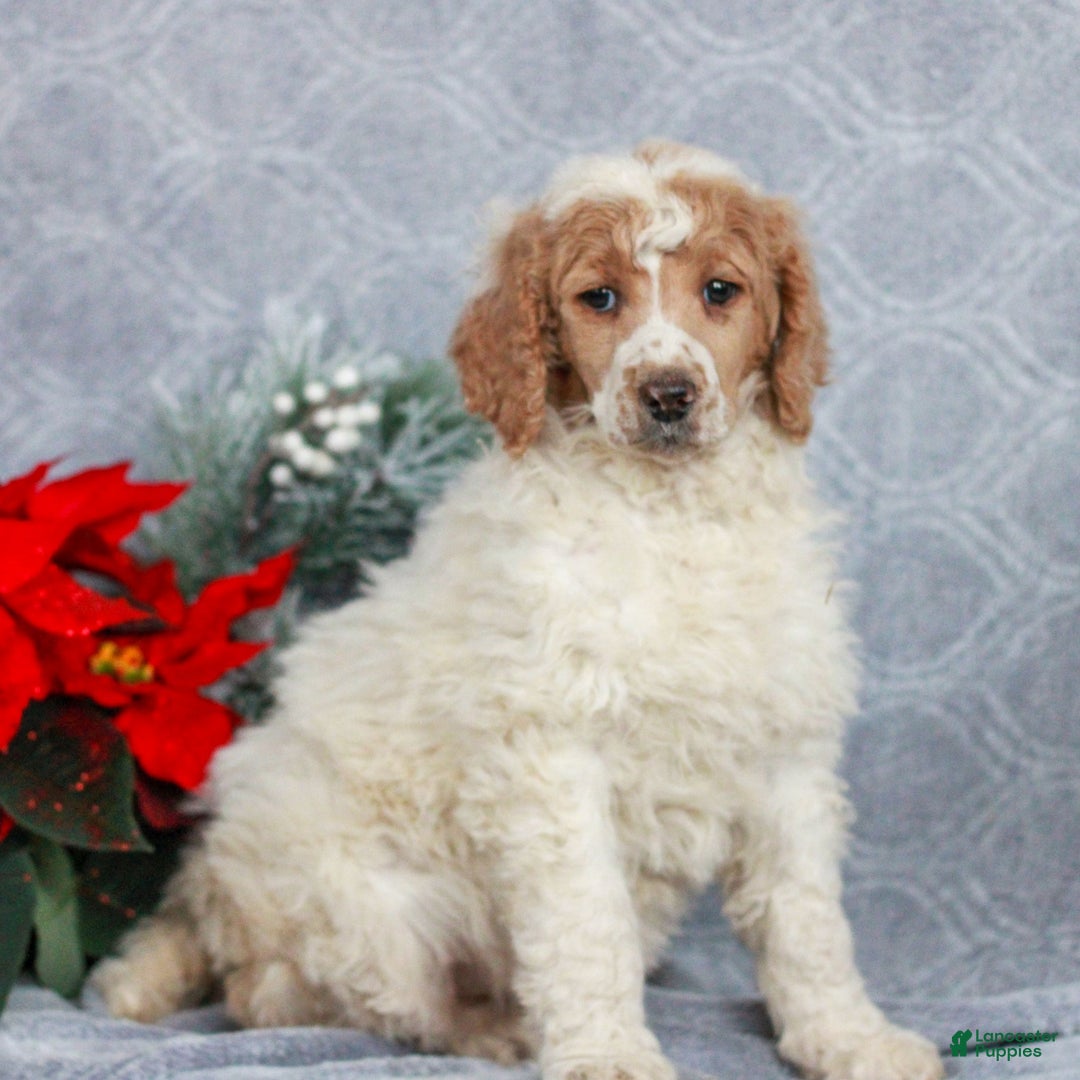 Standard Poodle dogs for sale: Petunia  - Ad 3