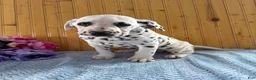 Dalmatian dogs for sale: Trinity - Ad 3