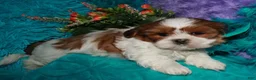 Shih Tzu dogs for sale: Ellie - Ad 1