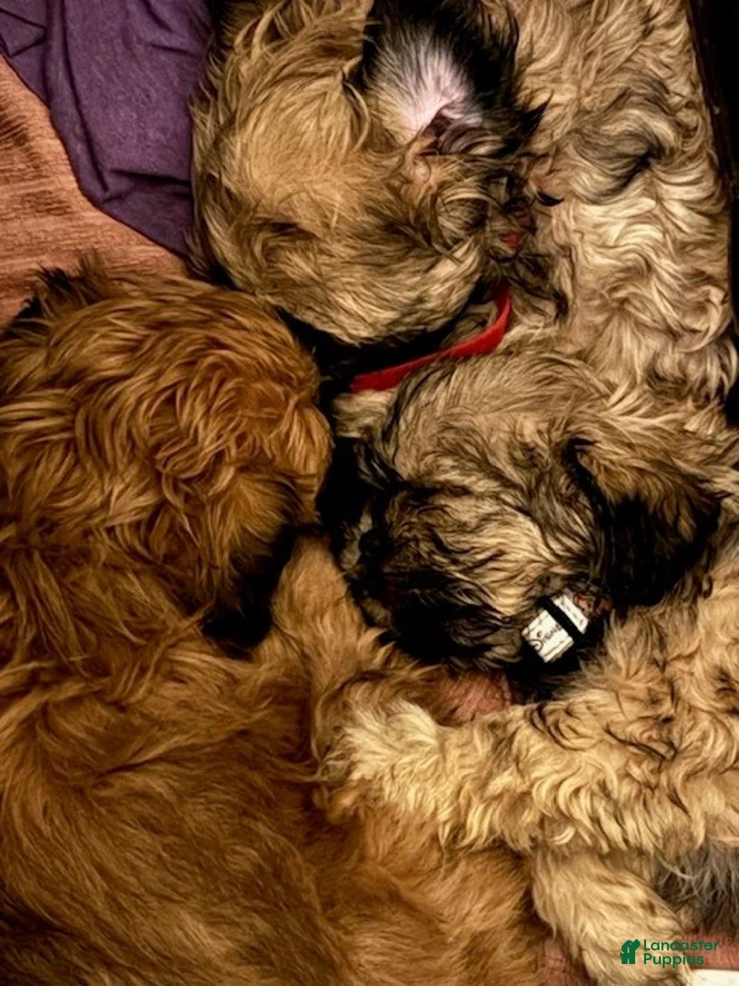 Shih Tzu dogs for sale: Shih Tzu Puppy - Trooper - Ad 4