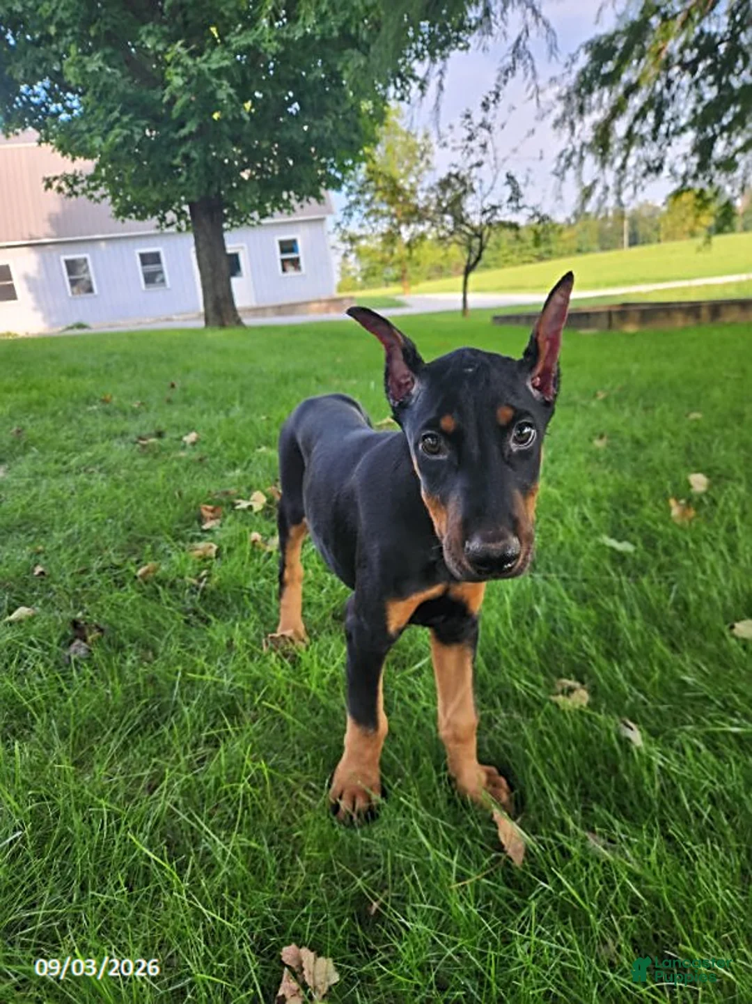 Doberman Pinscher dogs for sale: Kodiak - Ad 8