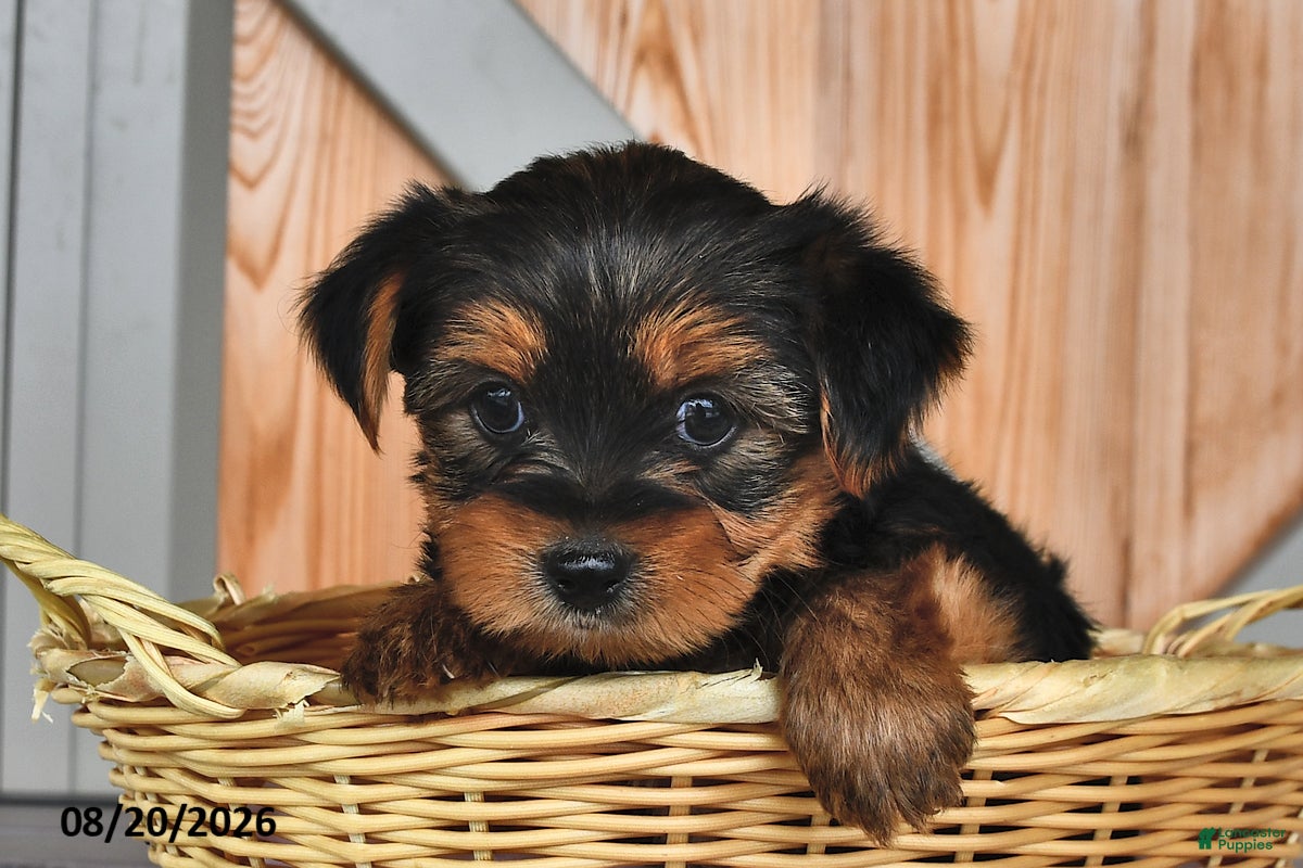Mixed Breed dogs Allen - Ad 2