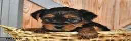 Mixed Breed dogs for sale: Allen - Ad 2