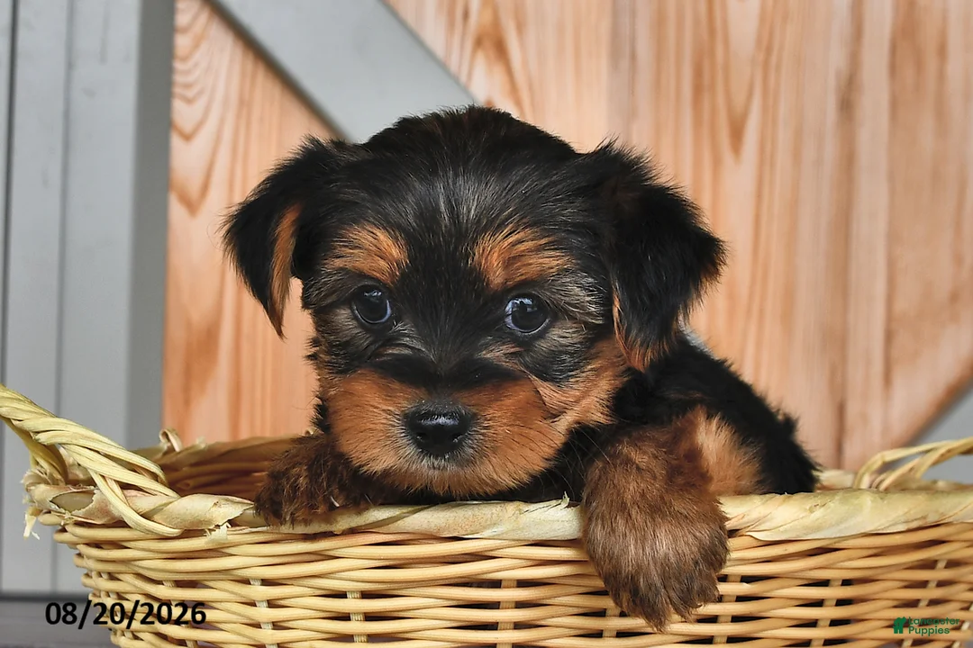 Mixed Breed dogs for sale: Allen - Ad 2
