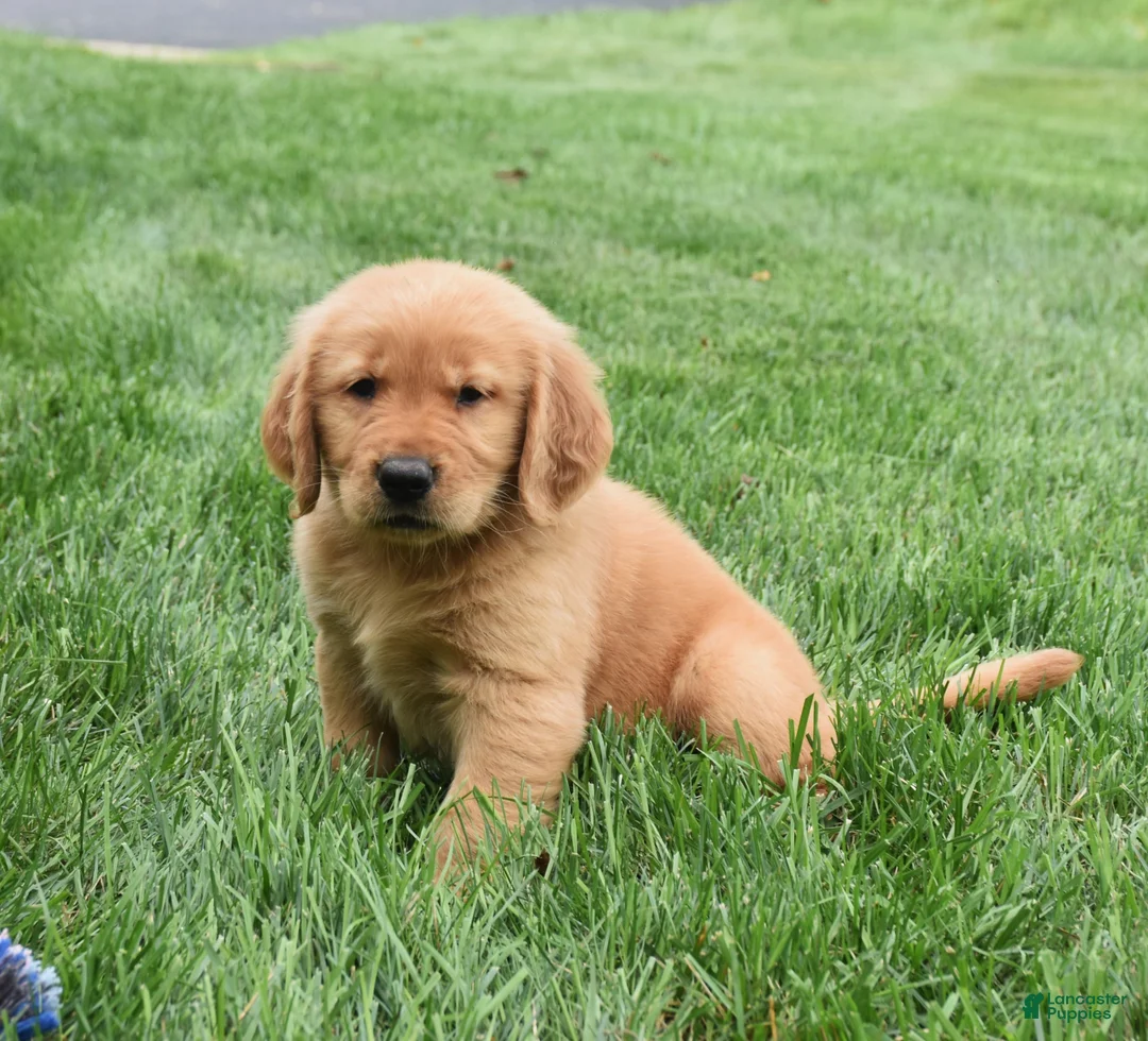 Golden Retriever dogs for sale: Geo - Ad 4