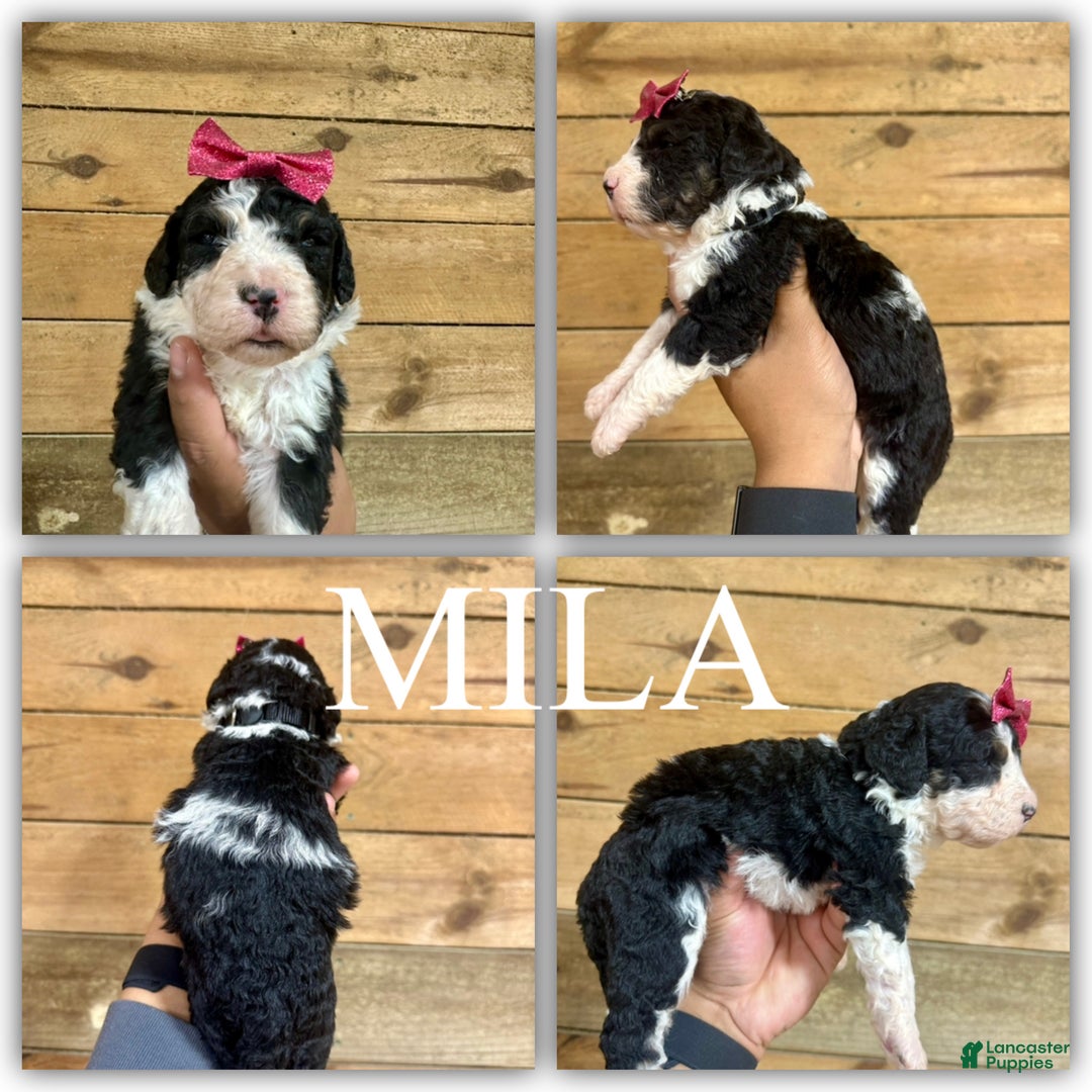 Mini Bernedoodle dogs for sale: Mila - Ad 1