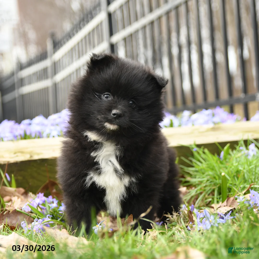 Pomeranian dogs for sale: Bubbles - Ad 5