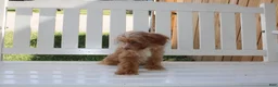 Shihpoo dogs for sale: Theo - Ad 12