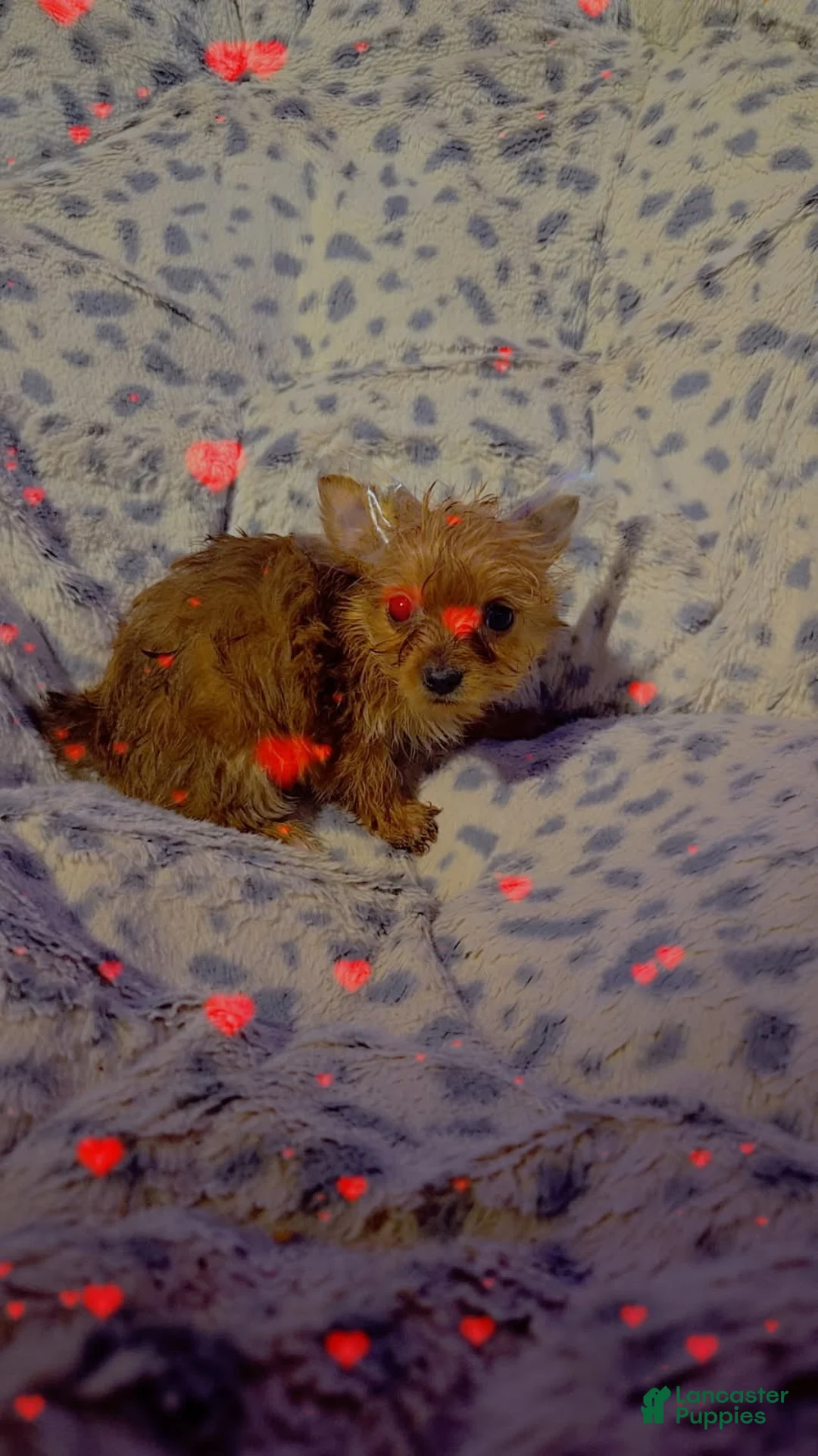 Yorkshire Terrier dogs for sale: Yorkshire Terrier Girl - Ad 1