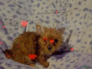 Yorkshire Terrier dogs Yorkshire Terrier Girl - Ad 11