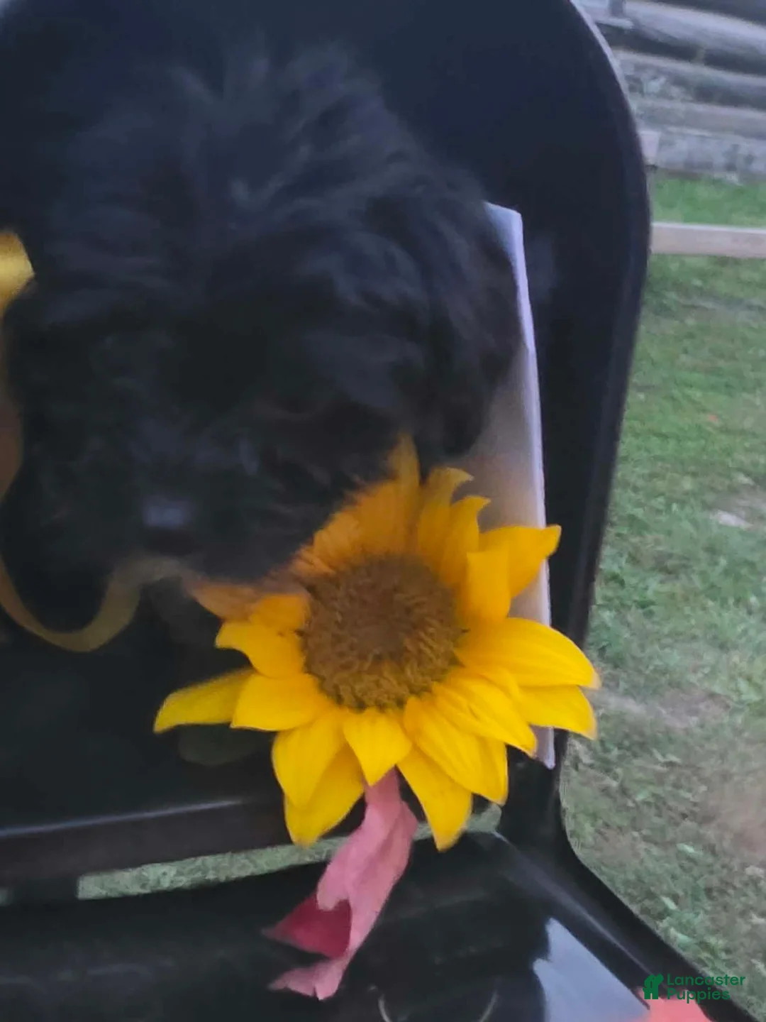 Yorkiepoo dogs for sale: Captain  - Ad 2