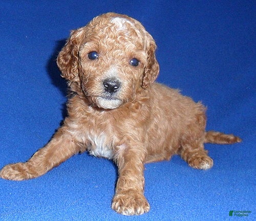 Cockapoo dogs Bentley - Ad 36