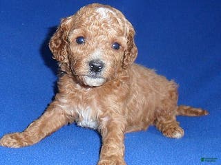 Cockapoo dogs Bentley - Ad 36