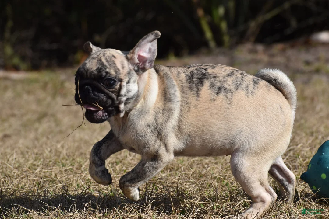 Pug dogs for sale: Pug Puppy Honeycrisp - Ad 2